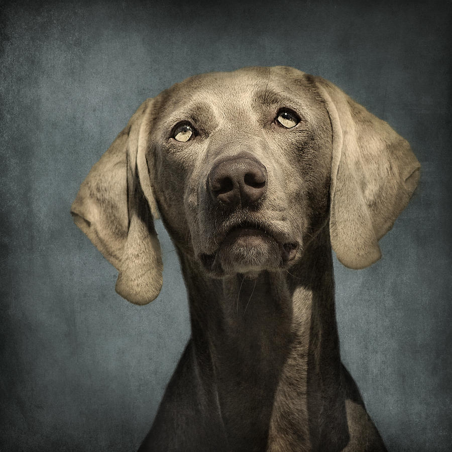dog img