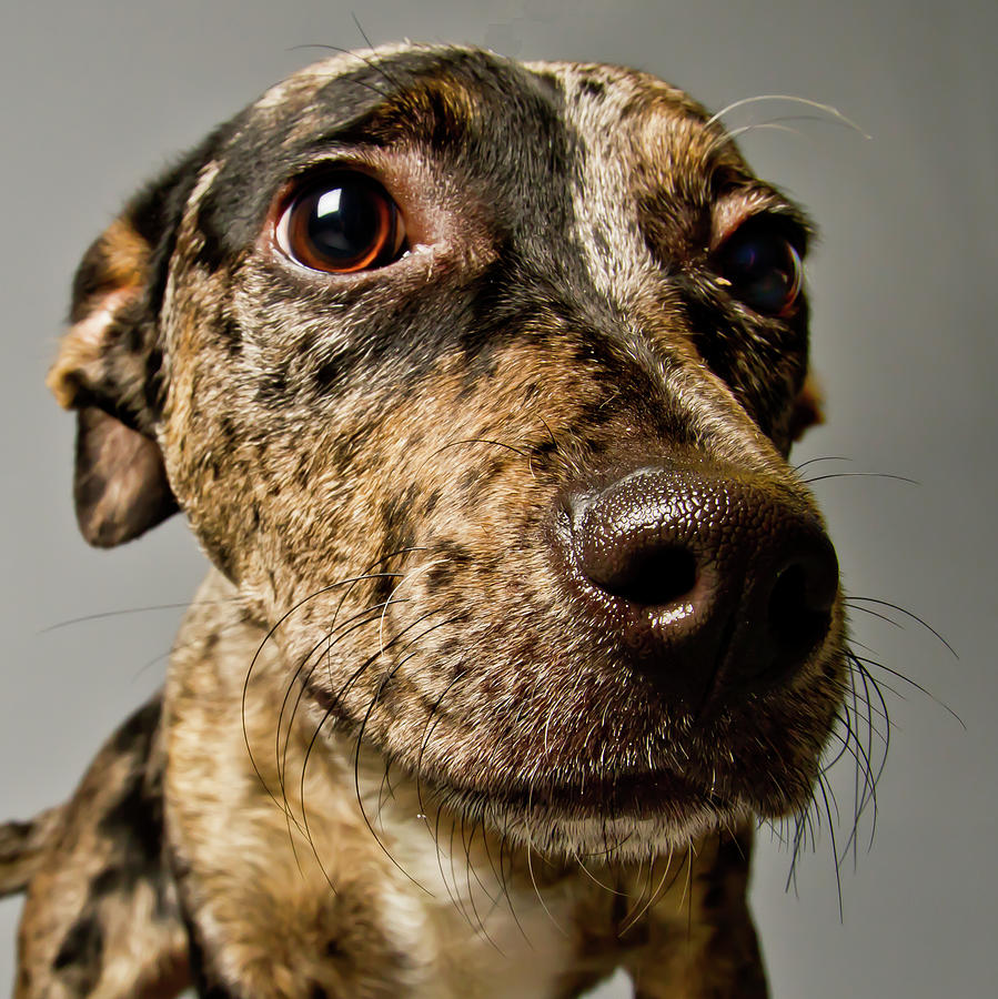 dog img