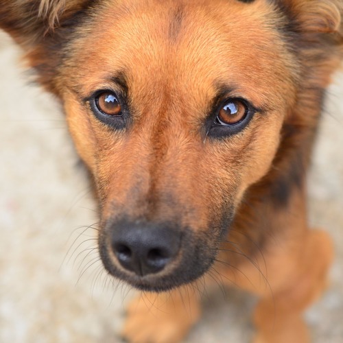 dog img